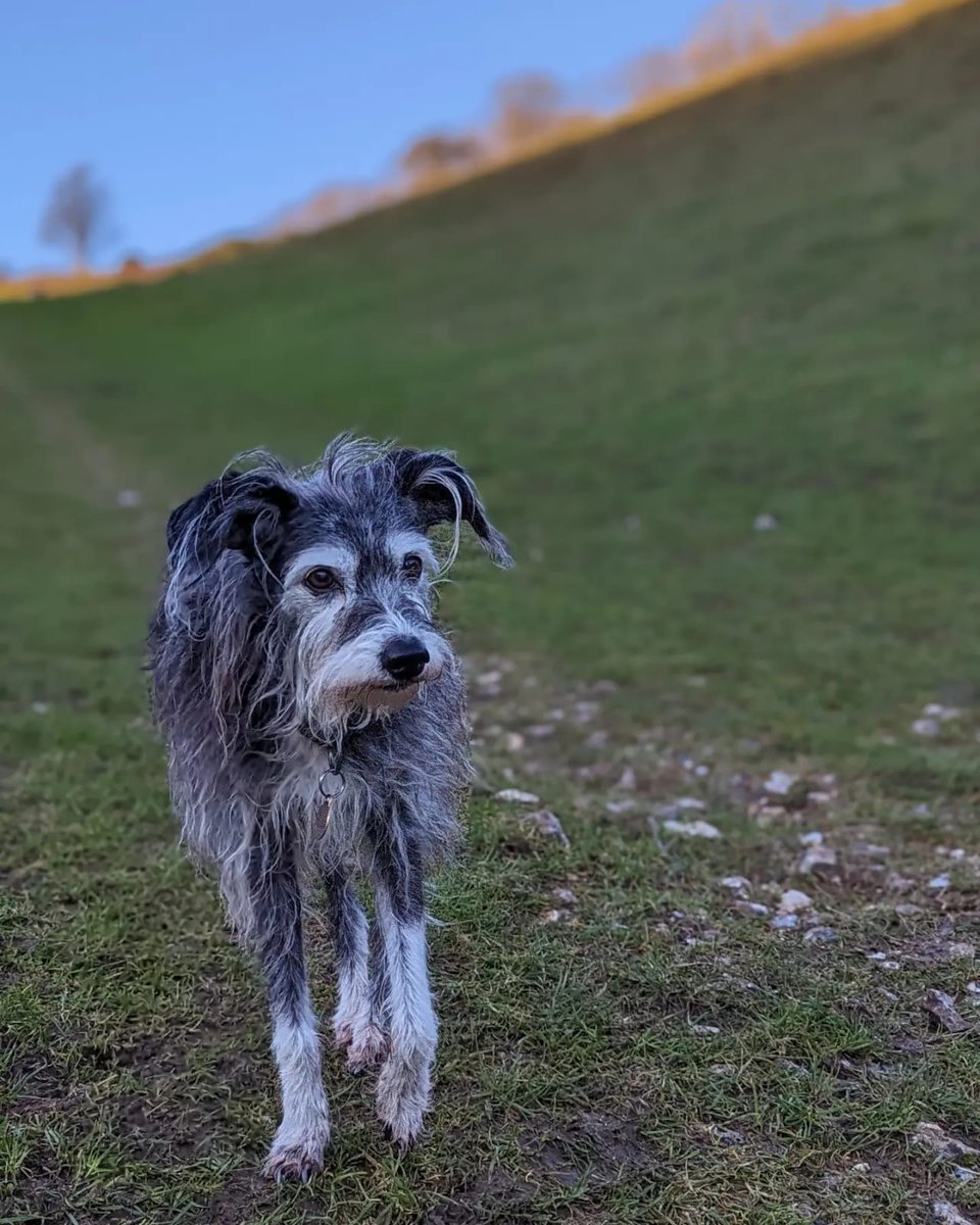 🚨LOST DOG🚨 Burgess Hill area / RH15. Bonnie has been missing since last night, 18 years old and partially deaf and blind. Please repost if you know anyone in that area. #burgesshill #burgesshillcommunity #rh15 #lostdog #lostdogsussex #westsussex #dog #repost