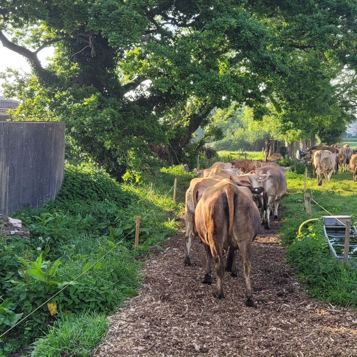 #grasstomilk #teamdairy