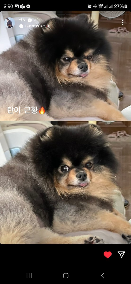TAETAE_PH's tweet photo. Taehyung [thv] IG stories 05192024

🐯 Current condition/situation 🔥
🐯 What Tan has been up to 🔥

Taehyung-ah, we miss you and Tannie so much! 🥺😭 So relieved to see you both well and healthy. 🥰 https://t.co/uTcYS0Gehk