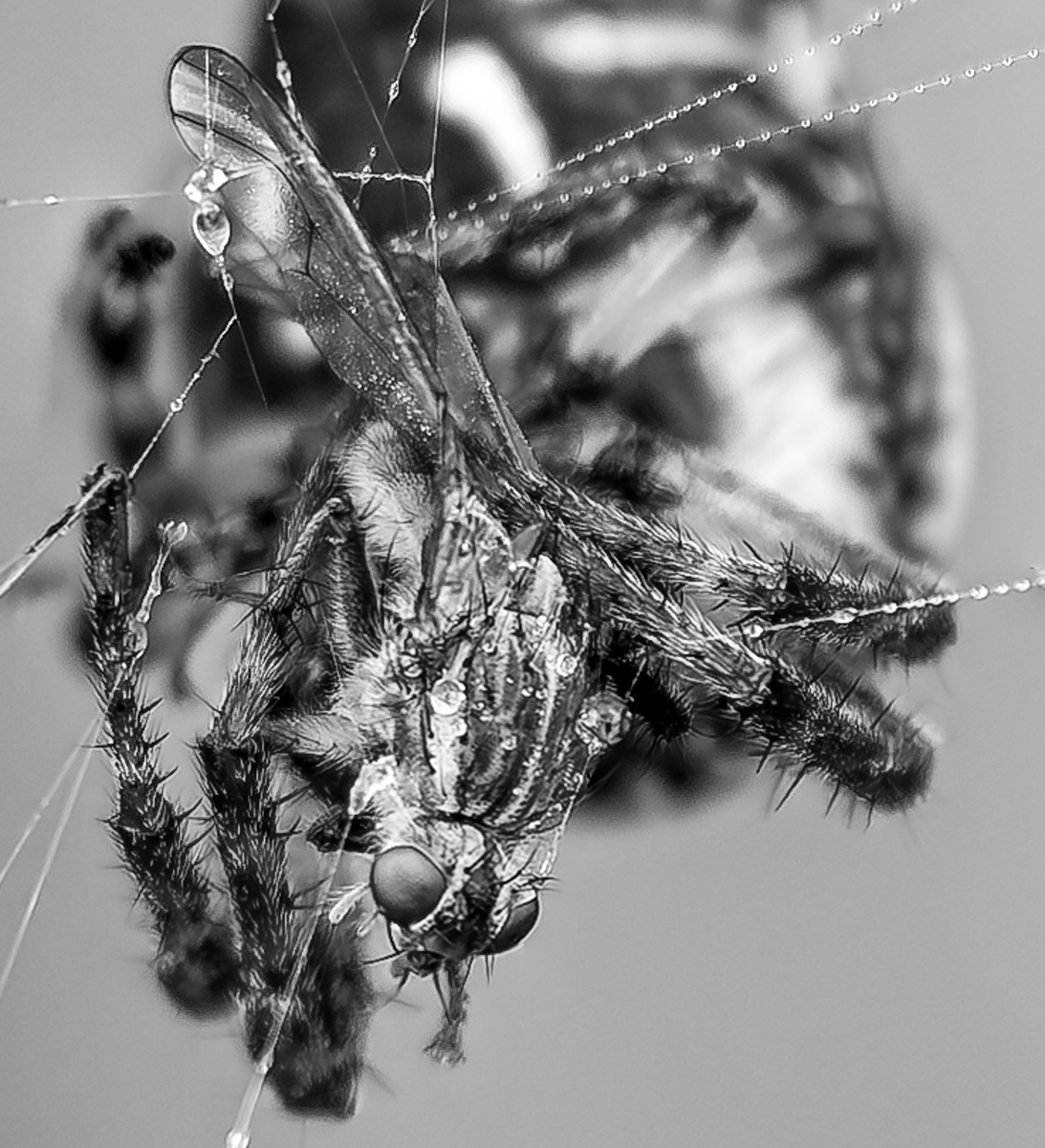 Caught! @BNW_Macro #blackandwhitemacro #macro #ThePhotoHour #macrophotography #blackandwhitephotography #MacroHour