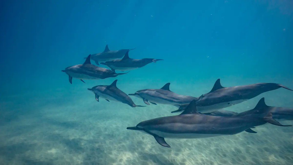 FIND OUT THE AGE OF DOLPHINS, ASK THEIR POOP

Scientists have developed a new noninvasive method to determine the ages of Indo-Pacific bottlenose dolphins using their feces.

By analyzing DNA methylation rates in dolphin poop, researchers found it to be as accurate as traditional