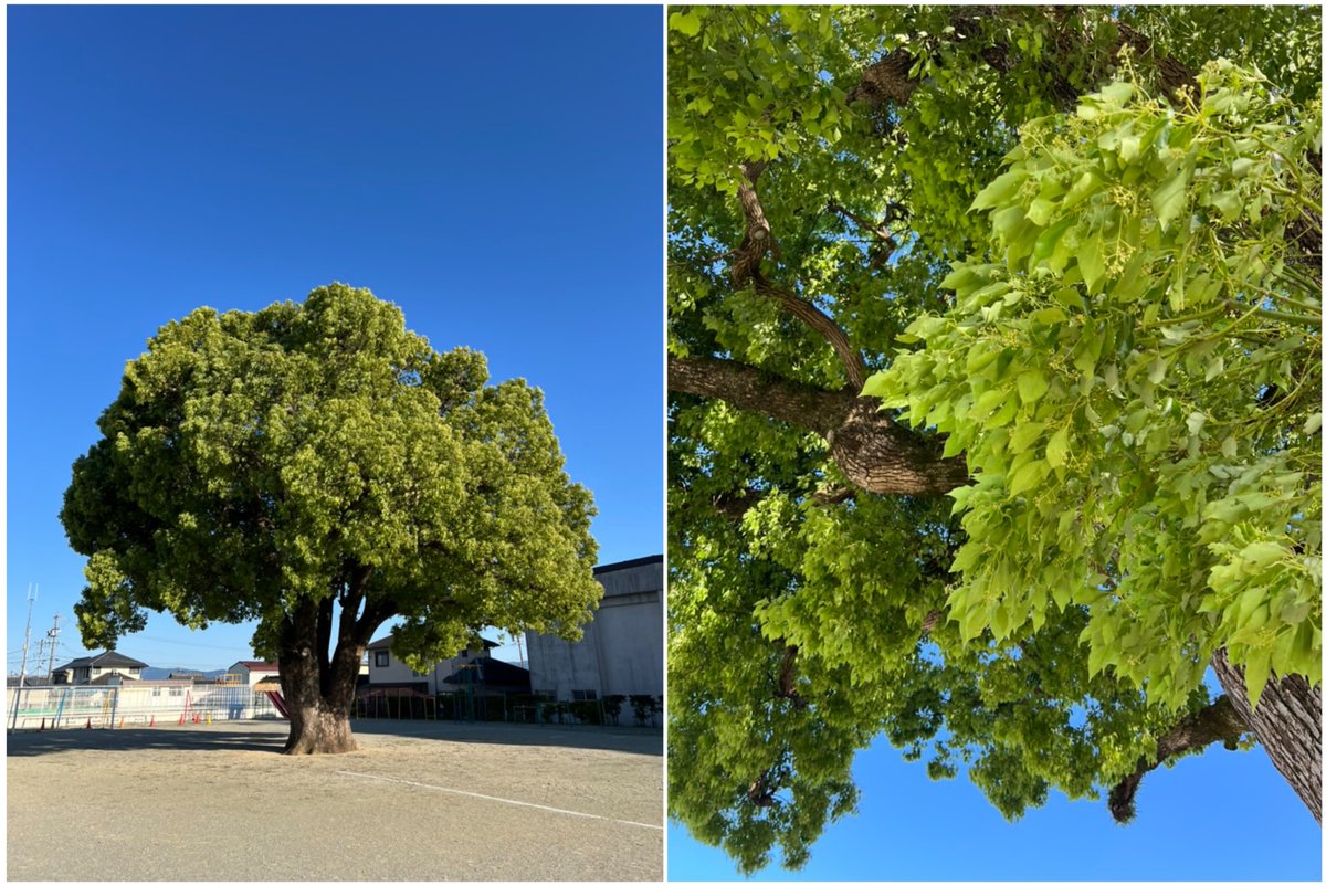 mi8mo's tweet image. 今年度も伊勢市内の小学校4年生からのご依頼で『クスノキ学習』をコーディネートしています。校庭の真ん中にある大きな『くすのきさん』に関わって8年目、多様なアプローチで学んでいこうと思います。樹齢百年あまり、生命力あふれる姿です。
