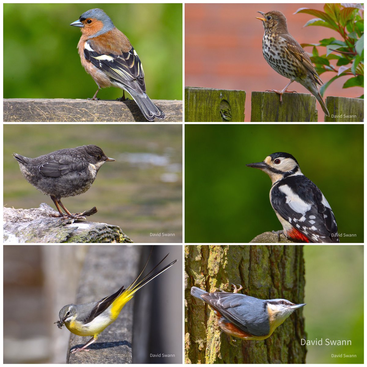 The bird photos I have shared recently. @Natures_Voice @NorthYorkMoors @YorksWildlife @WoodlandTrust @nybirdnews