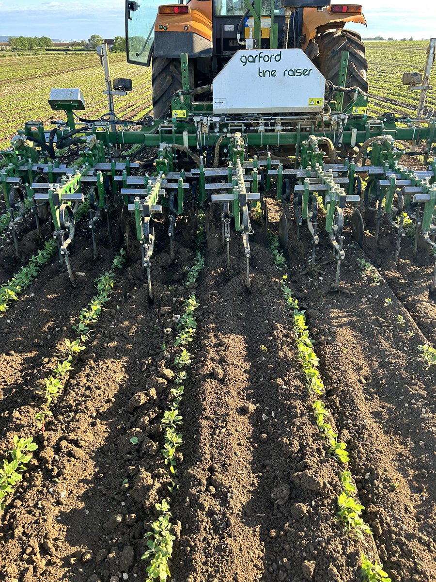 fgindre's tweet photo. Le dimanche aussi, on bine le #Quinoa @departement_18 @MadeinFranceFR avec @GARFORDbyNOVAXI une bineuse optique avec relevage des paniers. Cette production dans une ferme #HVE est vendue sans intermédiaire à @SaMajesteGraine qui est à 5 km. RV dans 100 jours pour la moisson https://t.co/Xv2afKruFv