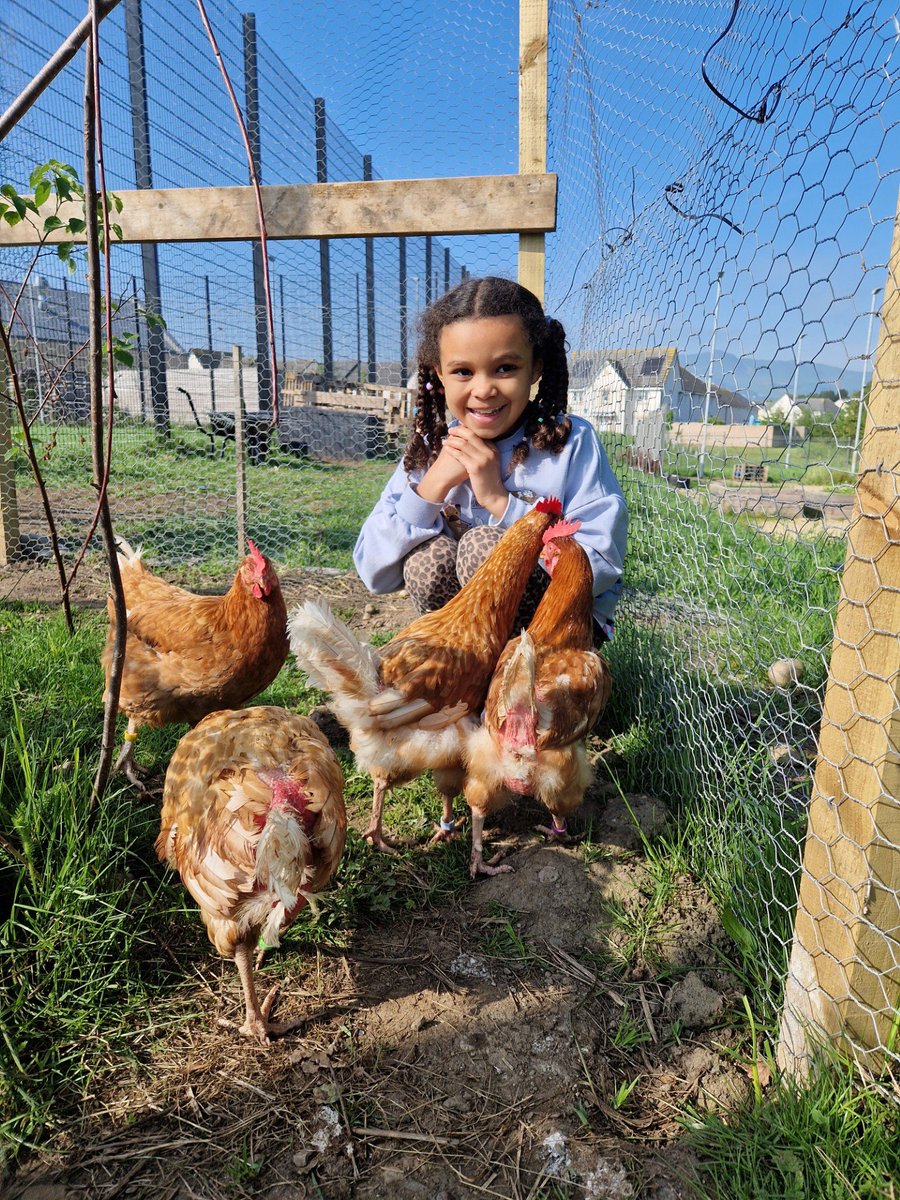 This family loved caring for the girls yesterday,& noted how much more confident the chickens are! & look at those feathers! Thanks for taking excellent care of the pollitos.We hope you enjoy the eggs too. #HWB #CommunityBuilding #skills #futurefarmers #thisisLfS @EdinburghLfS