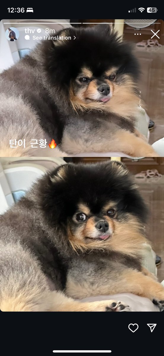 Squeeeeeee!!!!!! A Tae update and a Tannie update!!! Perfect end to a Saturday night!! Thank you for coming home Tae!! How handsome does he look??? How is it possible that he just gets better and better looking! Sigh! 💜🫠
And the floof is floofing like no other floof! 🥰
BORAHAE