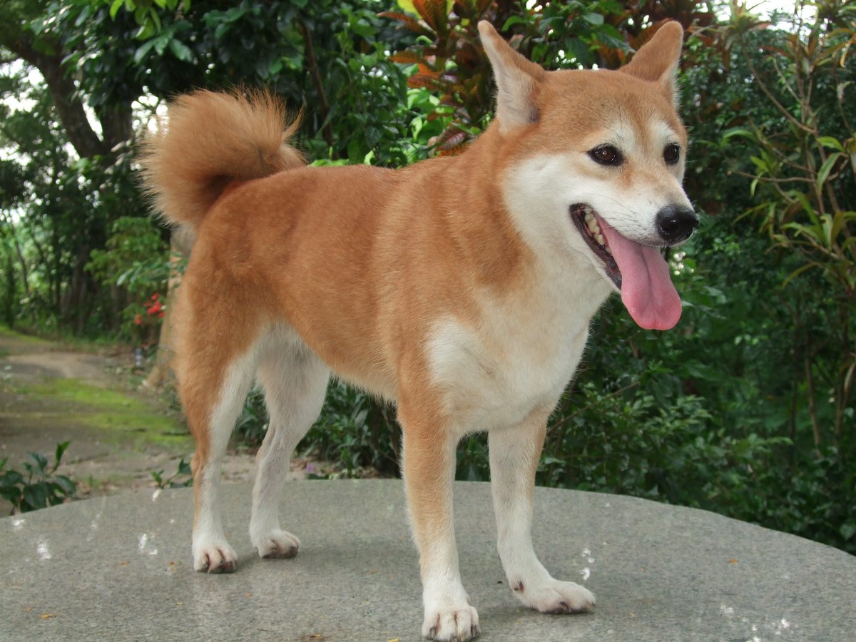 2013.7（6歲4個月）
我們家小乖真的是柴界美女
體態健美、毛色鮮艷濃郁、五官秀氣漂亮可愛、眼睛又大又圓、連尾巴也被稱讚、又活潑好動、反應靈敏，每次帶出門總會有人來稱讚她摸她，要拍她跟她合照，她真的是從小被稱讚到老🥰