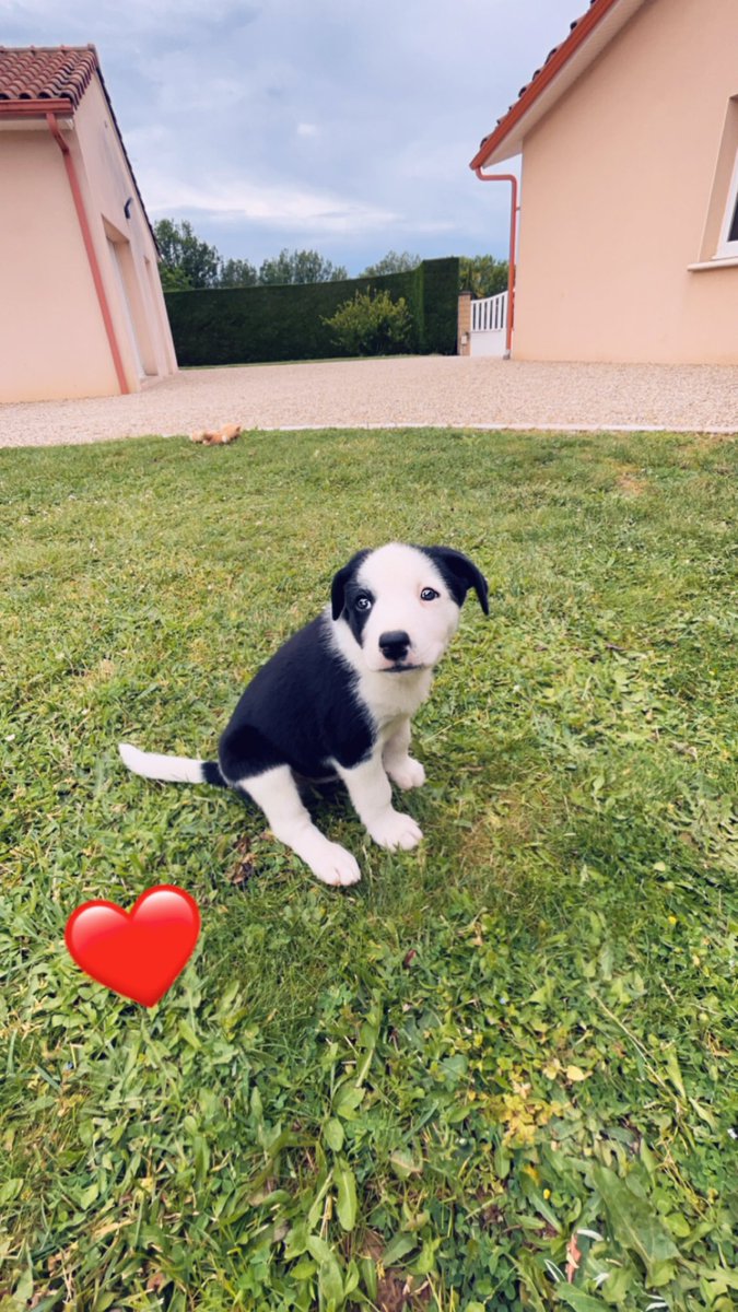 Weenld's tweet photo. Non mais regarder moi cette bouille ???? 🥹🥹🥹🥹 #chiot #jefond #amoureuse https://t.co/yVaNUgnQkP