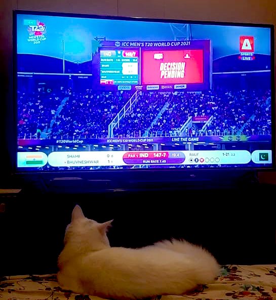 Not only humans, pets also love #PakvInd encounters 😍🔥