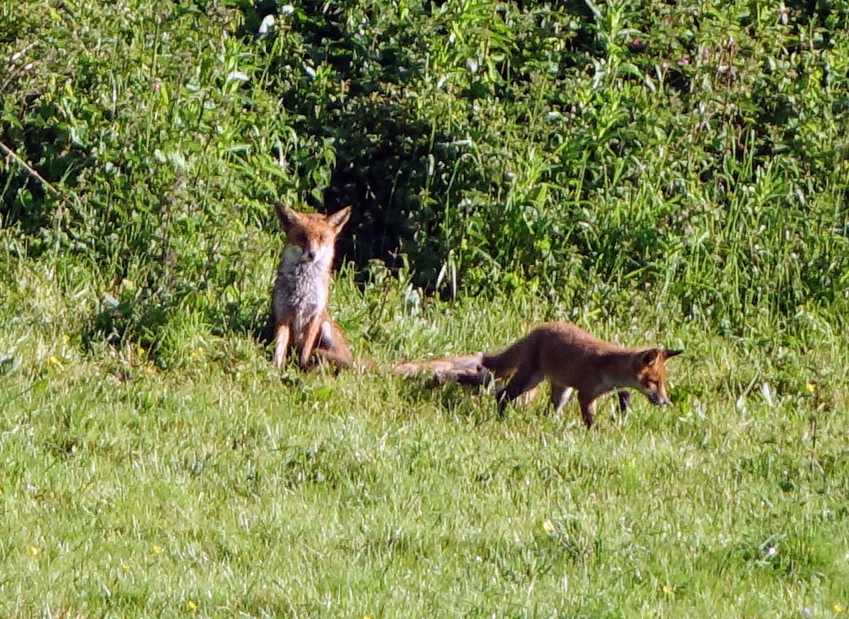 gbjeffen's tweet photo. Morning walk - Addie persuaded me to go on a *very* gentle walk to the beach. Very glad she did. A vixen and her cubs enjoying the sun #signsofsummer. https://t.co/O083pOwmwt