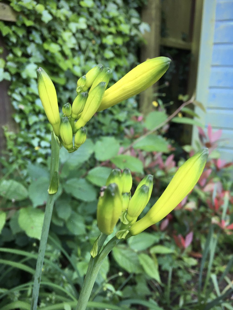 Good morning another lovely day today. My Daylily is flowering, happy Sunday #SundayYellow #GardeningX #YellowFlowers #SundayVibes