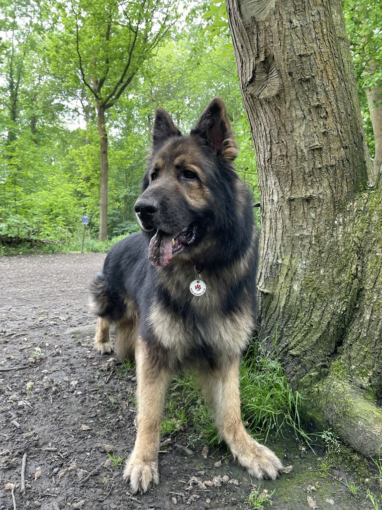 It's #SeniorSunday and 8yr old Leo from our #Essex Foster is popping in to say hello, such a handsome dude 😍 #dogs #GermanShepherd #Sunday #SundayFunday gsrelite.co.uk/leo-6/