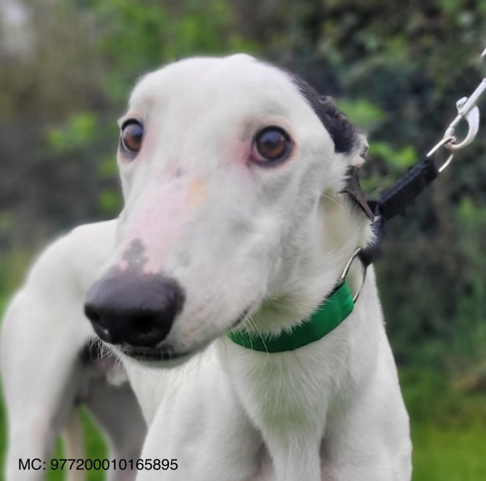 1yr #Greyhound Daithi is lucky to have left the racing world behind-soon ready to be an adored pet

He’s loving & playful but with little experience of the world

A canine buddy would be great for confidence & company💙

Details :madra.ie/dog-profiles/

#GreyhoundsMakeGreatPets