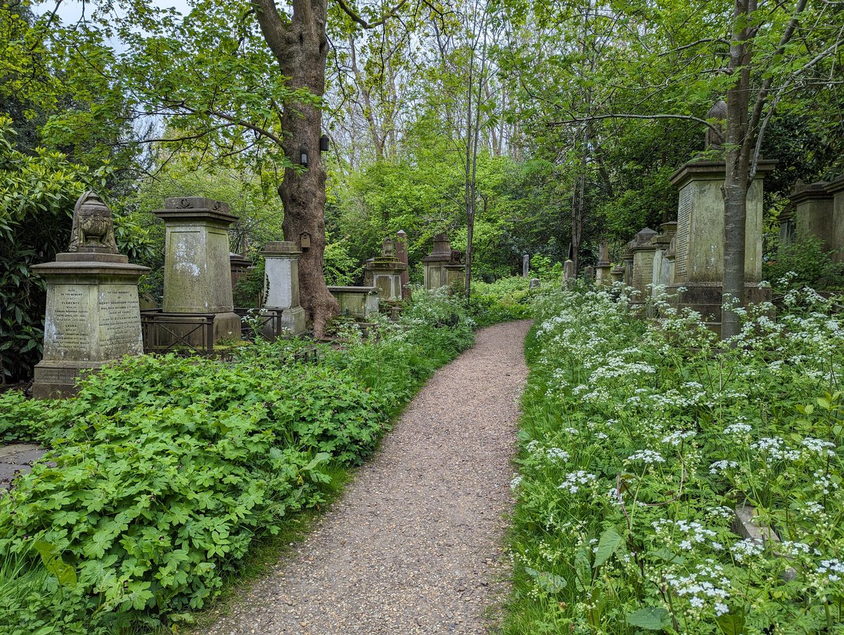 Highgate Cemetery #London. Climbing paths, ivy-clad graves, monuments, wild garlic, Queen Anne's lace. #Victorian memorials, #architecture, sculpture, #nature. Trees, oak, crabapple, buckthorn. Foxes, an owl hooting, birdsong. #Magical charm. #FolkloreSunday