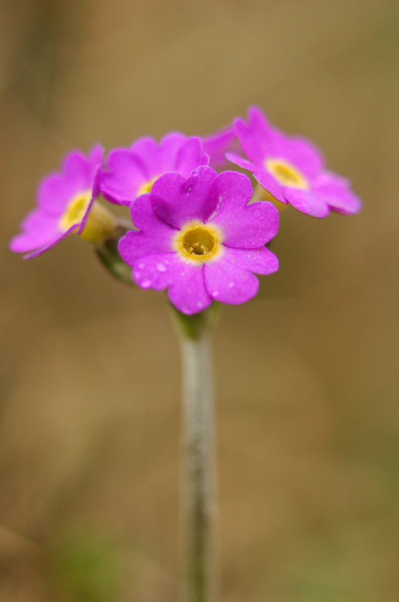 Jewel of the north, Primula scotica, or Scottish primrose - whatever you call it, this beautiful flowering plant is found only in Scotland, and mostly on our windswept coastal habitats, close to cliff edges. Spotted here at Yesnaby, Orkney.😍 📷 ©Lorne Gill/NatureScot