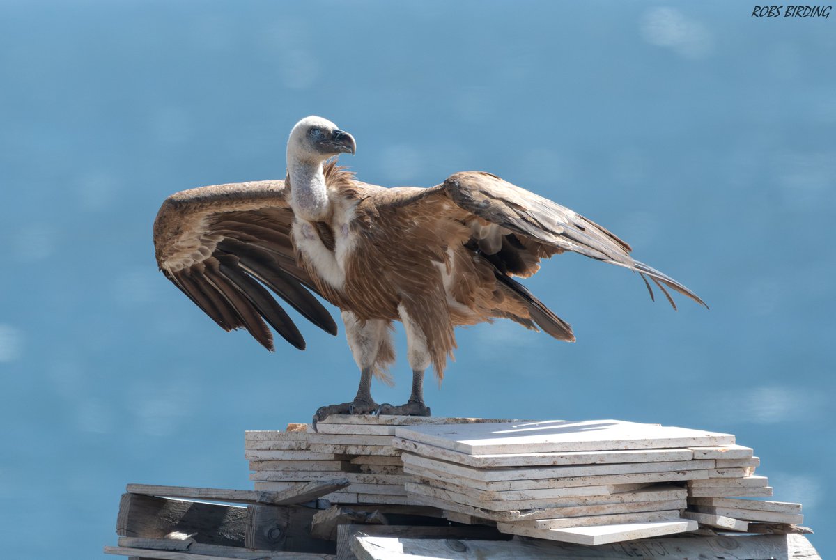 A relief for this Griffon vulture as it reaches Europa point after crossing the treacherous strong westerly winds over the strait of Gibraltar.
#Gibraltar #BirdsSeenIn2024 @gonhsgib
@infoGibraltar @GibraltarBirds
@_BTO @Natures_Voice @BirdGuides
@BirdLifeEurope @GibReserve