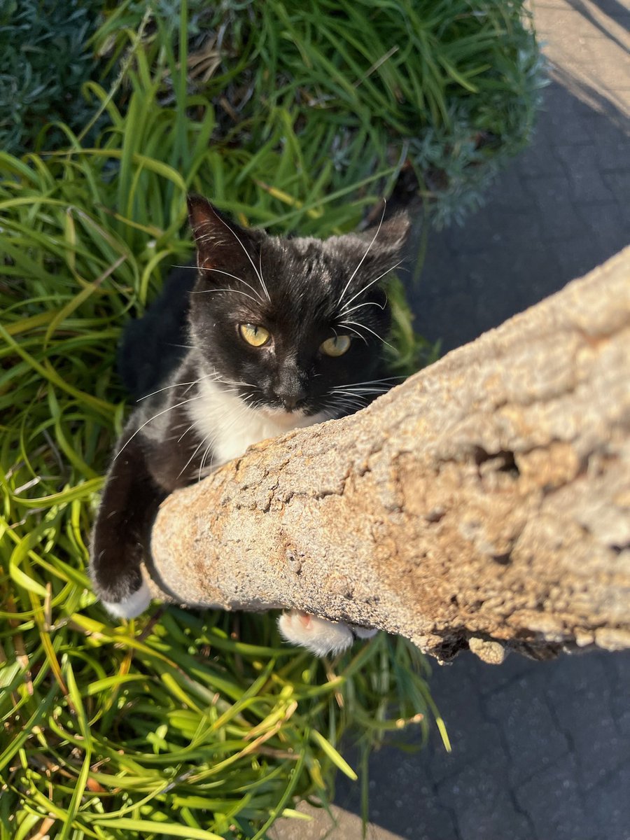 The face of a brave man who is about to take on the challenge of tree climbing 🌳🦥🐾

 #DeadlyDetermination #cat #catlife #halfstraycat #whitecat #blackcat #lovelycat #pawpads #cattastic #catoftheday