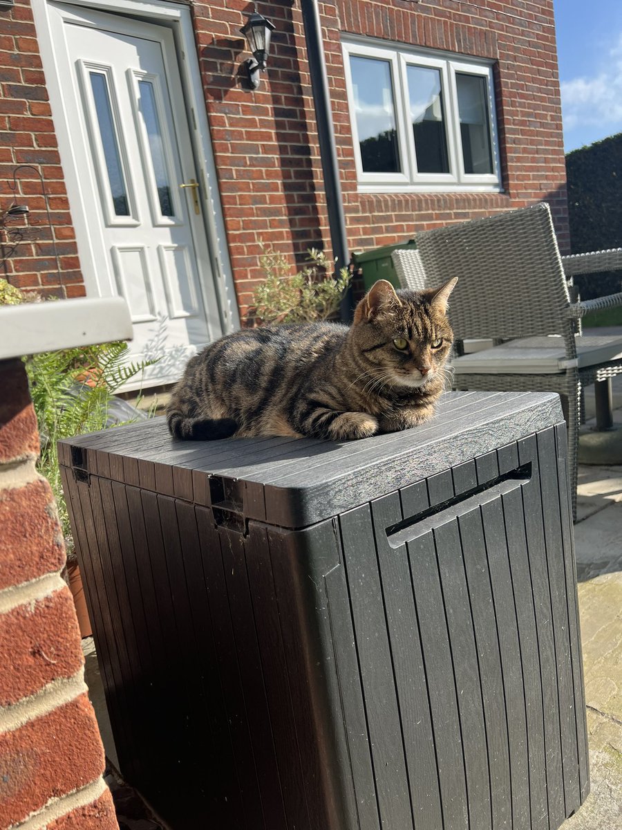 Morning everyone 😺🩷 It’s a beautiful day here so I’m enjoying my time basking in the sunshine ☀️ A purrfect activity for a snoozy Sunday! Hope you all enjoy a lovely day too! PS Does this count as #CatBoxSunday? 🤔 😹