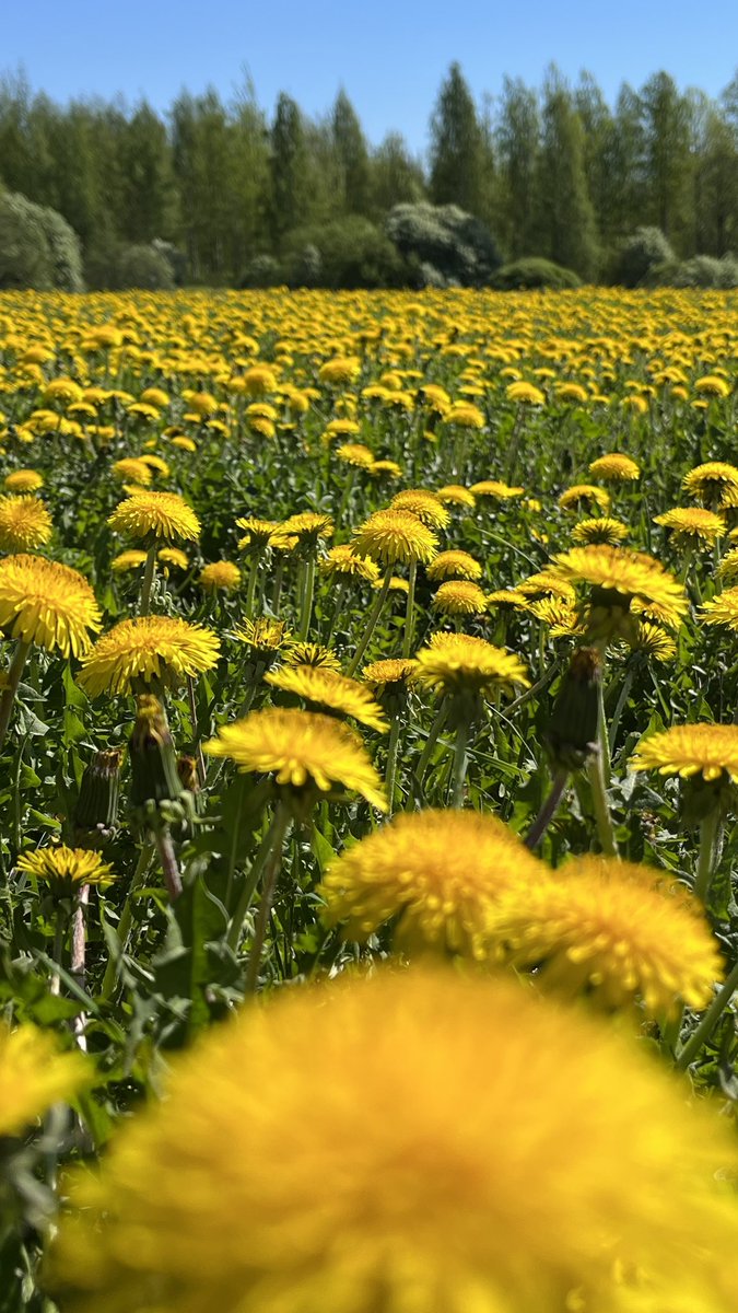 In their radiant glory - voikukkameri #dandelions #dandelionfield #voikukka #maskros #Löwenzahn #yellowflowers #flowerphotography #FlowersOnX #thePhotoHour #channel169 #luonto #nature #thisisfinland #may #タンポポ #민들레