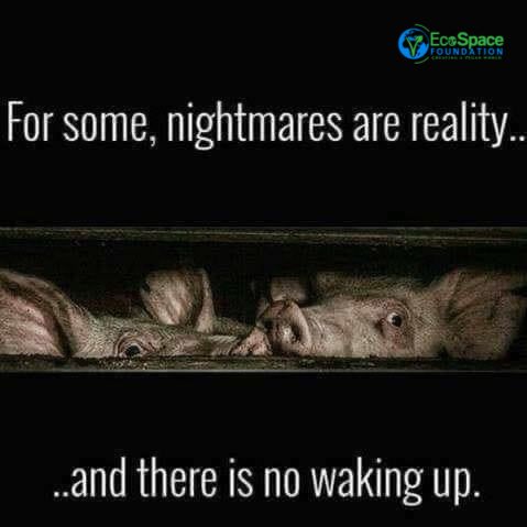 We all have the power to end animal injustice, take a step, go vegan & get involved, becoming an animal voice can create a  positive change in building an inclusive world for all beings #GoVegan #GetInvolved #SpeakUp #AnimalRightsMatter #JoinTheMovement