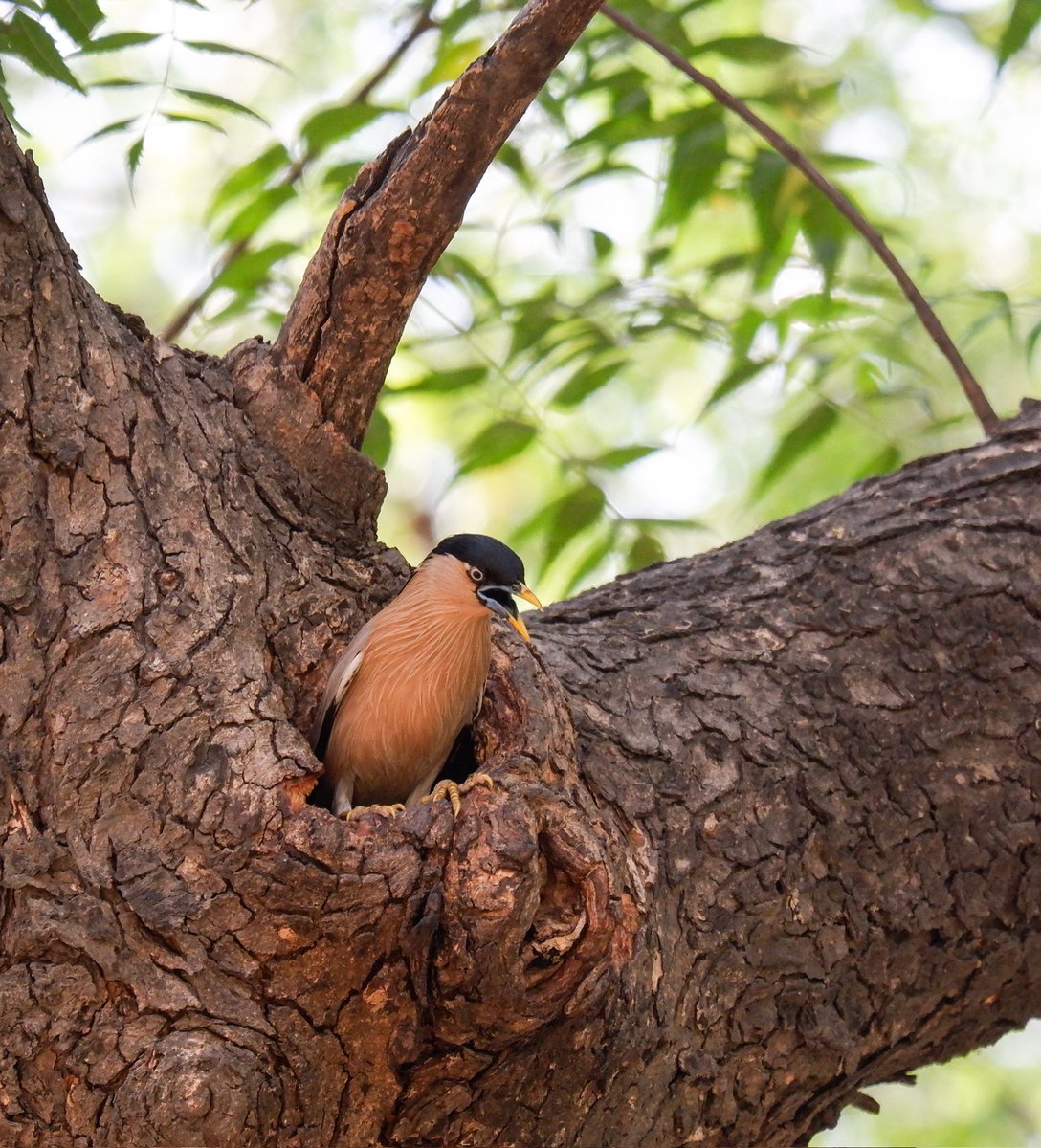 It's a scorching heat wave so the Brahminy starling warns everyone to stay home. #IndiAves #BBCWildlifePOTD #BirdsSeenIn2024 #birds #birding #wildlife #naturephotographyday #TwitterNatureCommunity #birdphotography #photooftheday @NatGeoIndia @NatureIn_Focus