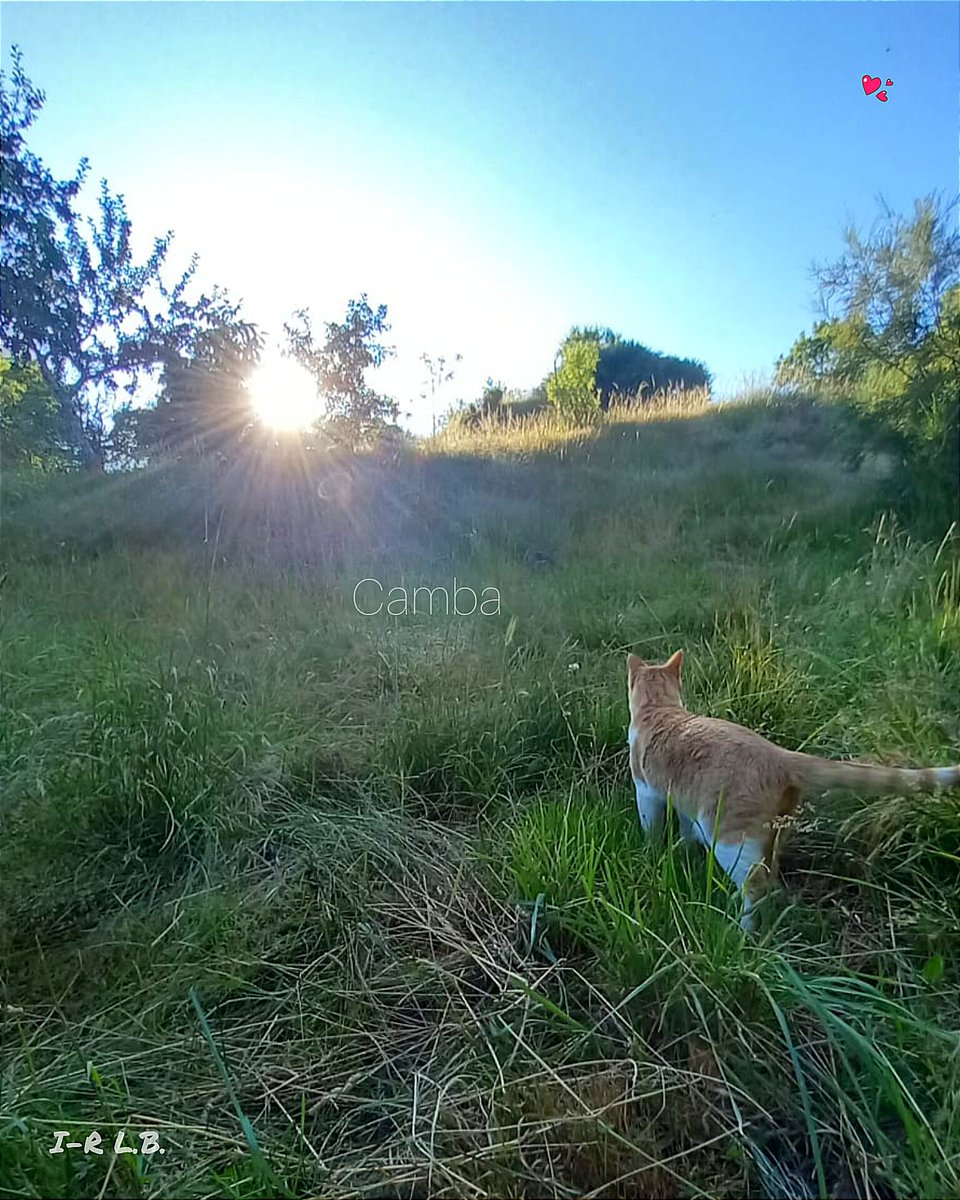 pueblodecamba's tweet photo. :
Caminando hacia la puesta de sol...
#cambaelpequeñoparaiso

#salvemosomonte #soydepueblo #parati #gato #katze #Γάτα #gatto #cat ＃猫 #chat #חתול #кіт #cattus #kato #atardecer #sonnenuntergang #ηδυσητουηλιου #tramonto #sunset #日没 #coucherdesoleil #שקיעתהחמה  #pôrdosol https://t.co/XXTIttCTk0