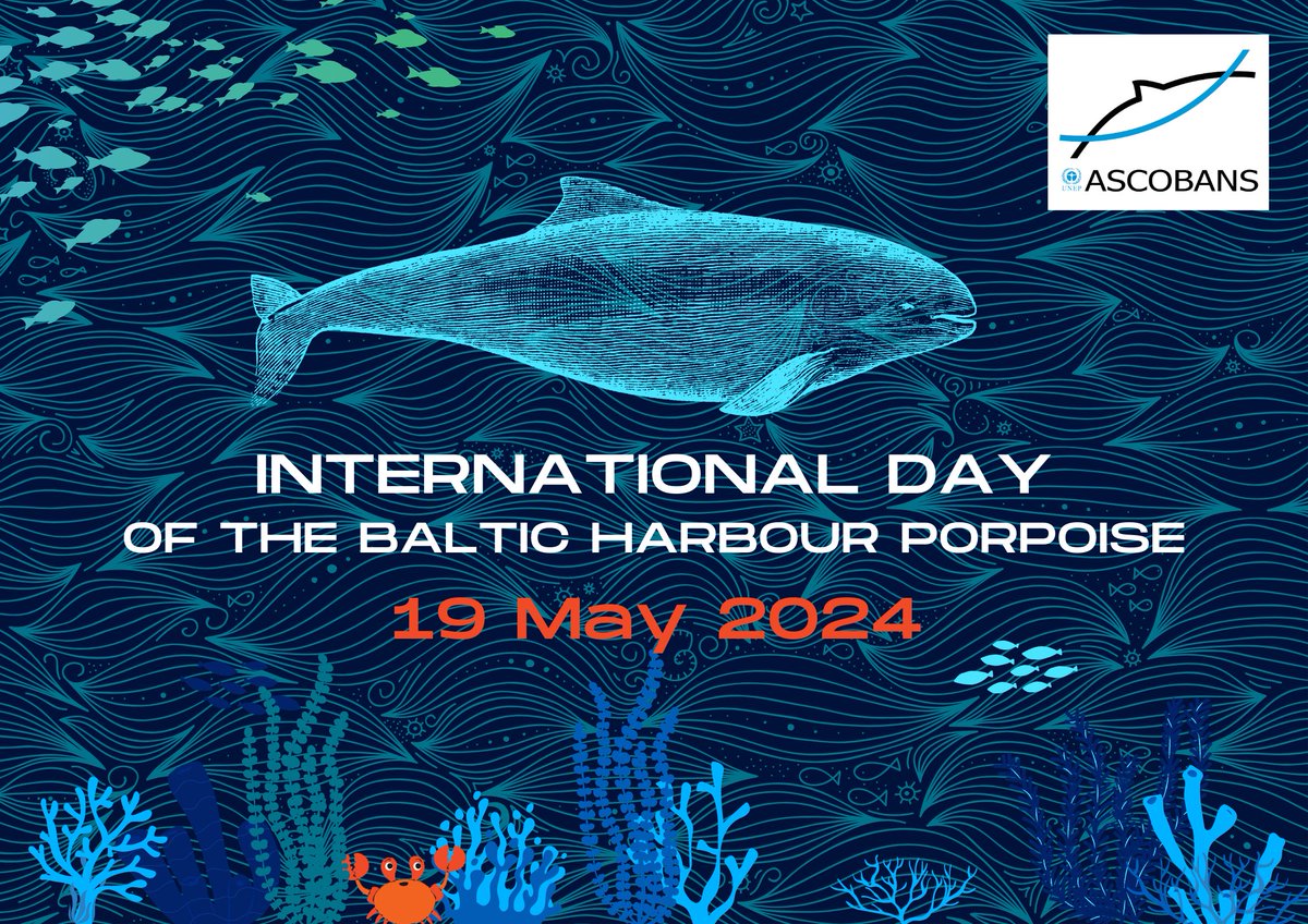 Today, we’re celebrating the 'International Day of the Baltic Harbour Porpoise'. Find out more about this unique but threatened marine mammal: express.adobe.com/page/iltuw2a4E… #harbourporpoise #IDBHP #BalticSea