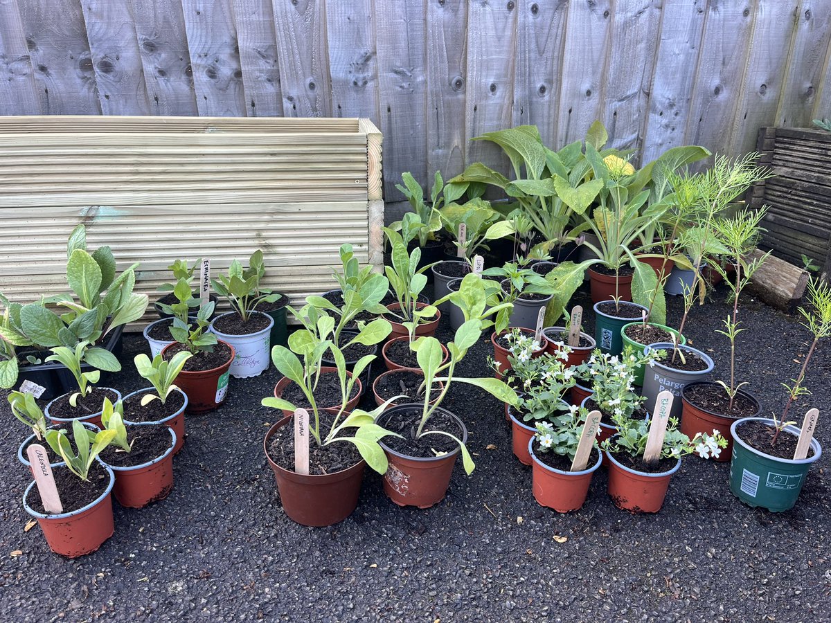 Lovely large order ready for collection! 💚💚 #Peatfree #GrowninWales #cosmos #bacopa #lupin #borage #calendula #echinaecea #foxgloves