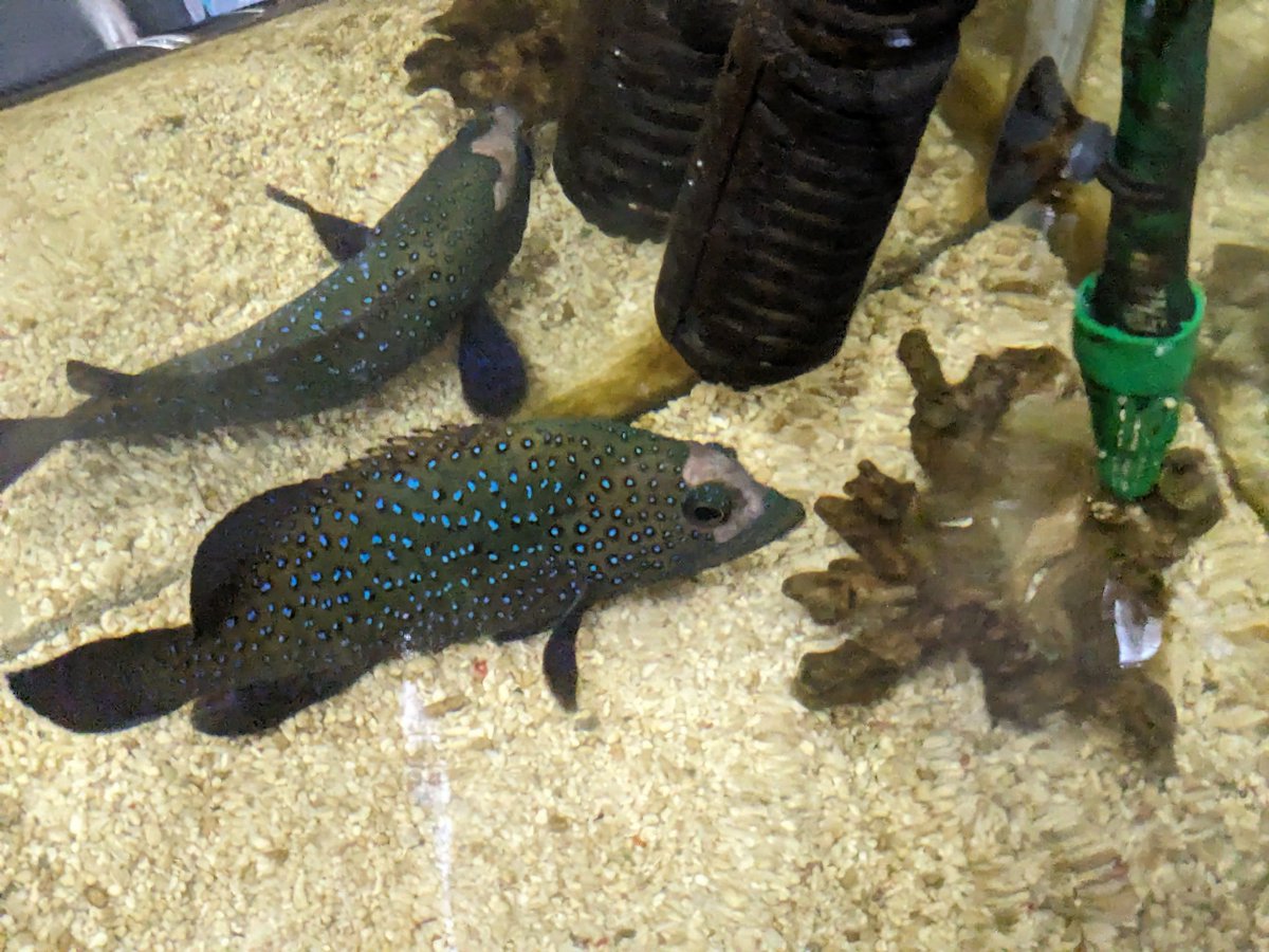 Chromis_sp's tweet photo. 前に館山で捕まえたアオノメハタも気づけば5歳半。
盆栽飼育になっちゃってただでさえ申し訳ないのに、最近は少し禿げてしまった。。。 https://t.co/TBvn1I1e5K