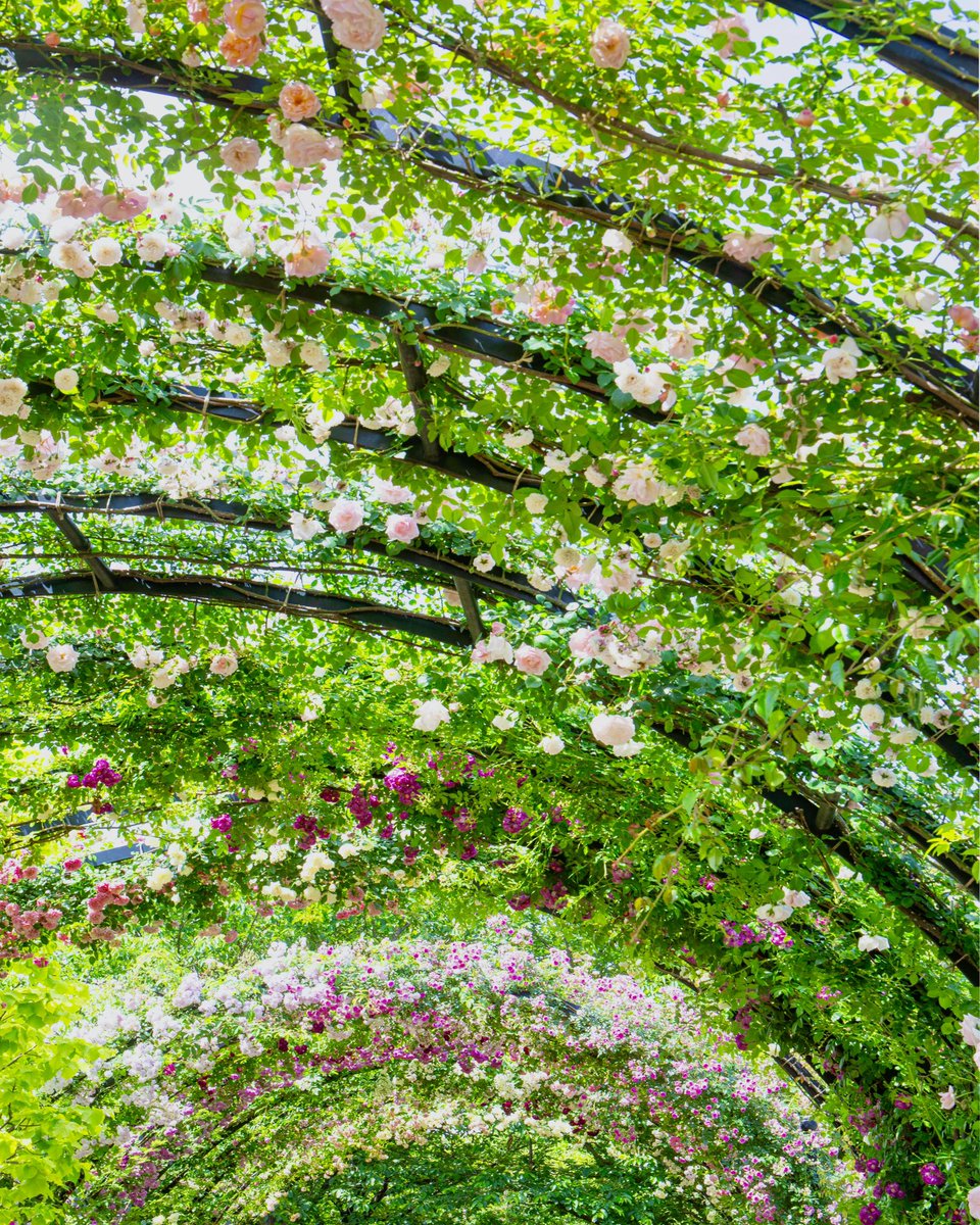 今年も無数の花がアーチを覆い尽くし、多くの方々にご覧いただいている好評のメインロード「ローズトンネル」は、まだまだ花いっぱい♪ ぜひ、今年のベストショットを撮りにお出かけください♪