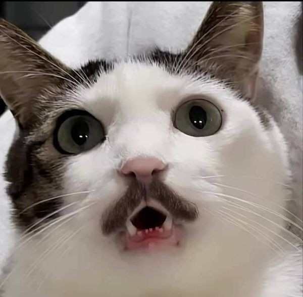 👉FREE Airdrop 👈 A Cat with Mustache on $SOL We love Cats, Do You ? Must👇 Like+Retweet+ Follow @muscatsol Join the FREE Airdrop Using the link in Bio 🪂 500,000 $MUSCAT Tokens First 5000 Wallets Only Be QUICK 🚀 #MUSCAT🚀