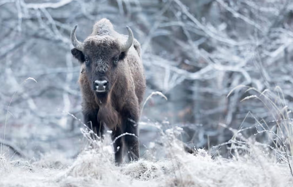 A herd of 170 reintroduced #bison in #Romania may be absorbing 54,000 tonnes of carbon per year, accorging to a Yale study. A potential nature-based solution for #climatechange.

theguardian.com/environment/ar…