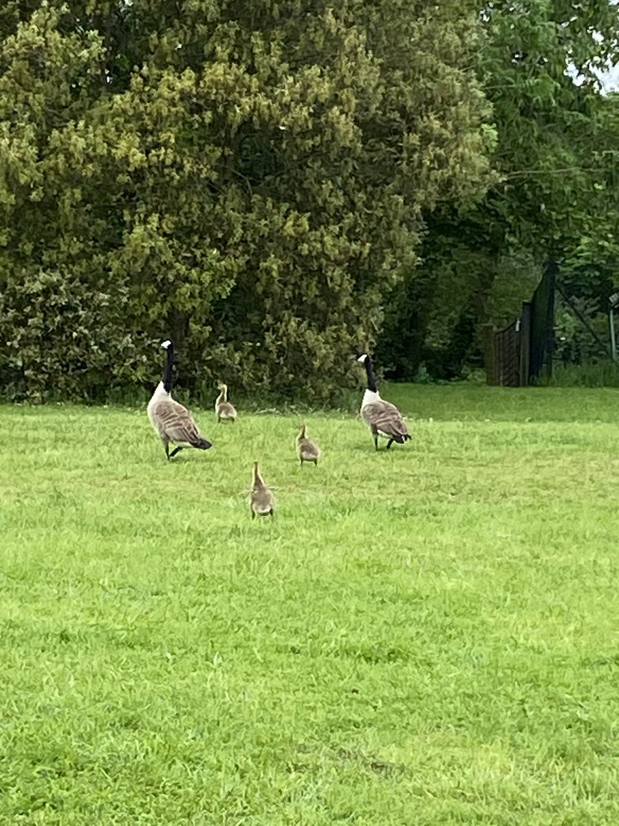 Rod_trips's tweet image. All clear of the camp site… first groups arriving from one??