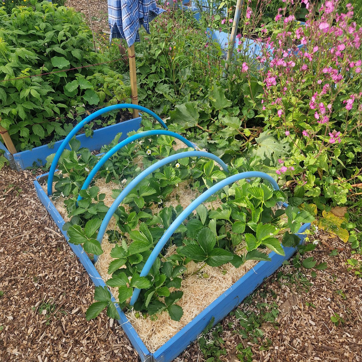 Just put some straw in my strawberry bed 🍓🍓🍓 Once the fruit is set, I will cover it with a net because I can already hear the pigeons talk about how they will enjoy their strawberries and cream 🙄😂😂