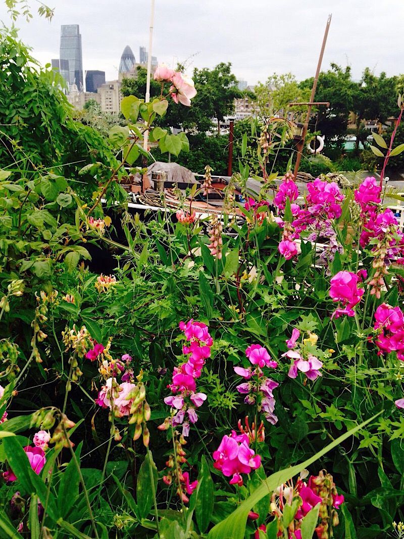 The amazing floating gardens at the end of Mill Street are open this afternoon as part of the National Garden Scheme. Enjoy a cup of tea on a barge  

Read more ➡️  se1.news/whatson/#sunda…