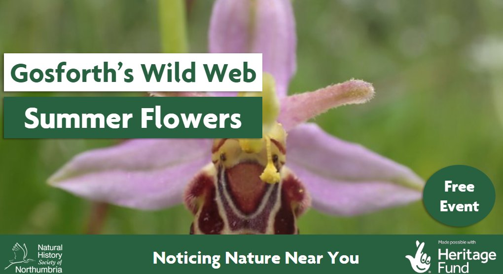 Love #wildflowers? If so, this could be the event for you! Join friendly botanists on the lookout for summer flowers in #GosforthsWildWeb. Dasies, dead-nettles, perhaps even an orchid or two, there should be lots to see. Find out more -> ow.ly/8r8I50RHV48 #botany