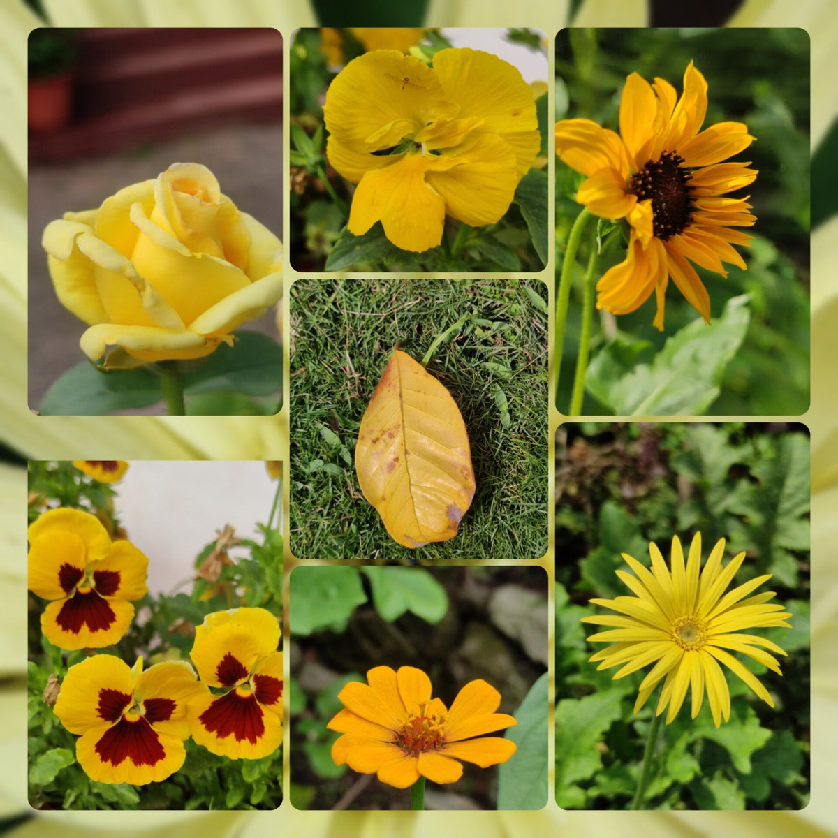 Cheerful yellows from #mygarden for #SundayYellow @DavidMariposa1 #nature #NatureLover #NaturePhotography #TwitterNatureCommunity #GardeningTwitter