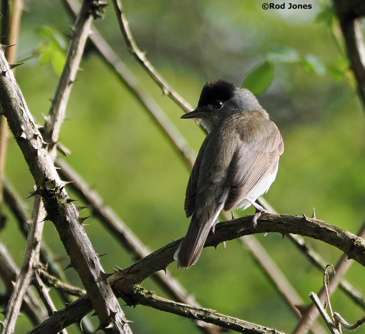 Male blackcap in Shelf Woods, Halifax. #ThePhotoHour #TwitterNatureCommunity #wildlife #nature #birdwatching