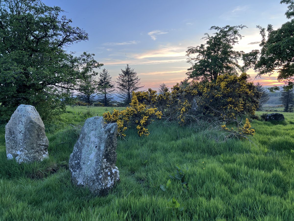 Approx 200 metres outside the main Beaghmore Stone Circle complex is a group of 5 standing stones adjacent to a small cairn. Four are pictured here...1 to the right of the gorse, 1 almost obscured in the middle of the gorse & 2 in the foreground
📷10th May
 #StandingStoneSunday