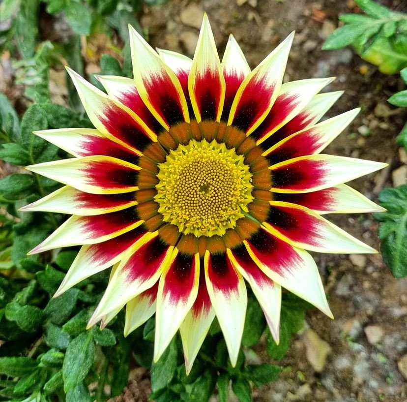 In love with this gorgeous Gazania 😍❤️💛🤍