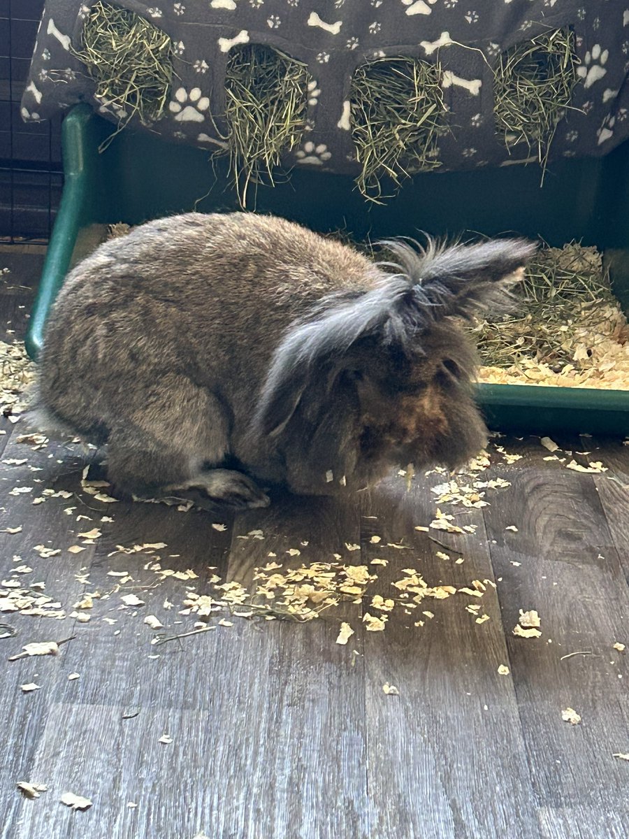 RabbitLeonard's tweet photo. Leonard: how many times do you think human has told us to stop chewing on our hay box this morning 🐰🐰 https://t.co/n3NHFSzKbv