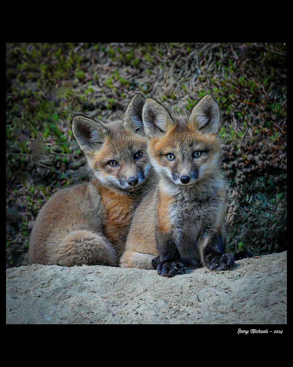 'NORTHERN FRIENDS' instagram.com/p/C7JERIQAuPV/… #AlgonquinPark #Fox #Twins #Canada #WildlifePhotography #OntarioParks #PicOfTheDay 
🦊♥️📸🇨🇦