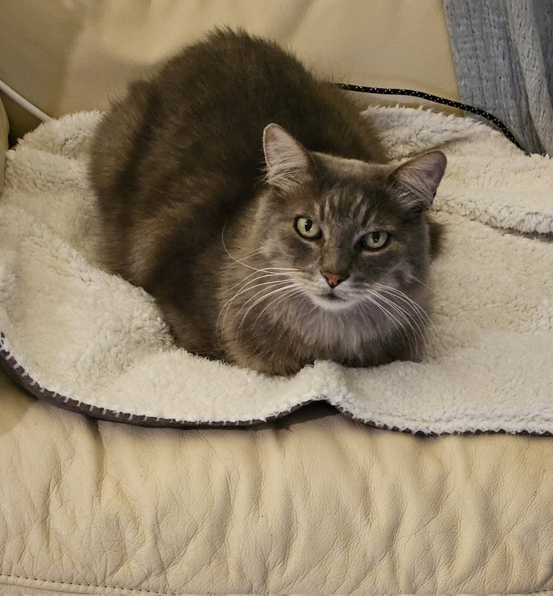 Now that it's colder, I convinced mum that my spot on the lounge wasn't warm enough, and she listened for once. This snuggly blankie is purrfect ! #KittyLoafSunday ?