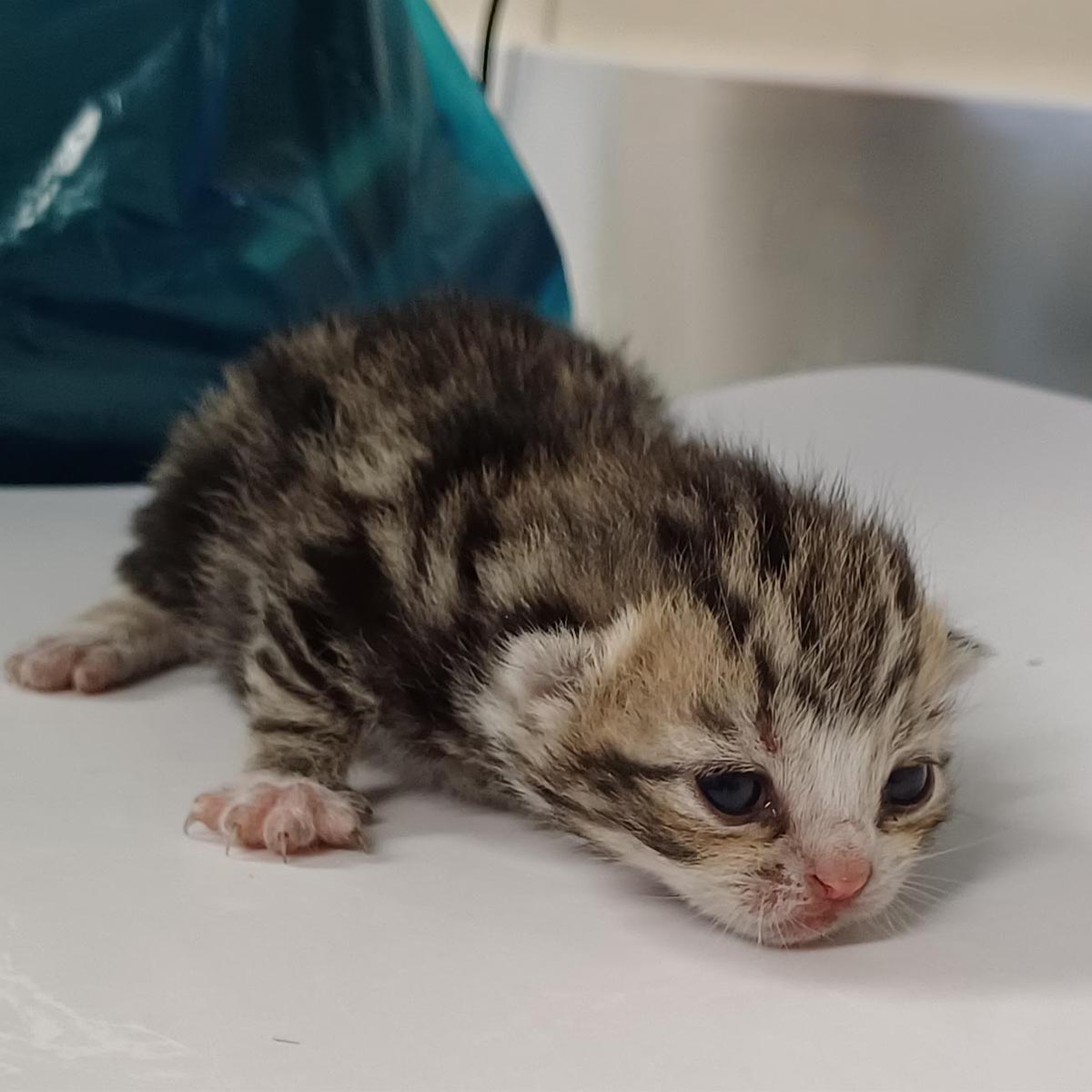Thanks to @ITVAnglia and @LeithesITV for visiting Woodgreen this week and sharing our kitten story! Found in a van, this lucky litter were saved just minutes before it was due to be crushed in a scrapyard. They were then brought into our care: bit.ly/3wLmkGY