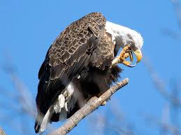 I_AM_THE_EAGLE (@i_am__the_eagle) on Twitter photo 