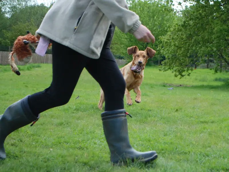 We aim to be as happy as Lady at @DT_Newbury is here 😆💛 [Image description: Someone walking past the camera wearing wellies with a Bloodhound in the background of the photo jumping slightly with her tongue out and ears flapping.]