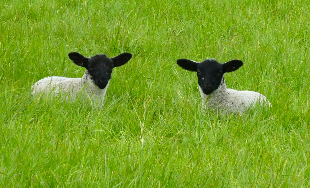 Lambs! Lambs! sitting tight In the grass (not at night), What immortal hand or eye, Could frame thy lovely symmetry? 🖤🐏🖤