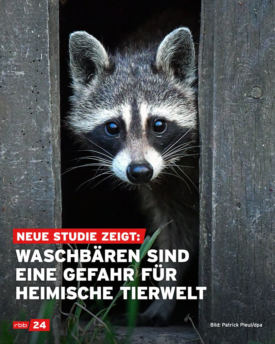 Klein, aber hungrig: #Waschbären sehen zwar flauschig aus, sind aber mittlerweile zu einer Bedrohung für die #Artenvielfalt geworden. So lautet das Ergebnis einer neuen #Studie, die das Senckenberg Biodiversität und Klima Forschungszentrum veröffentlicht hat.