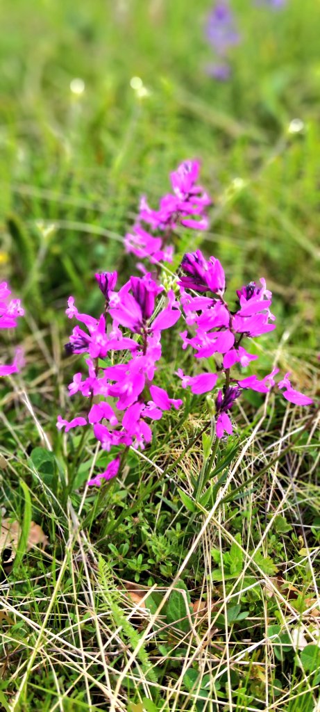 Springtime is enchanting period in #Montenegro🌼
Take a walk with #MontenegroAdventures