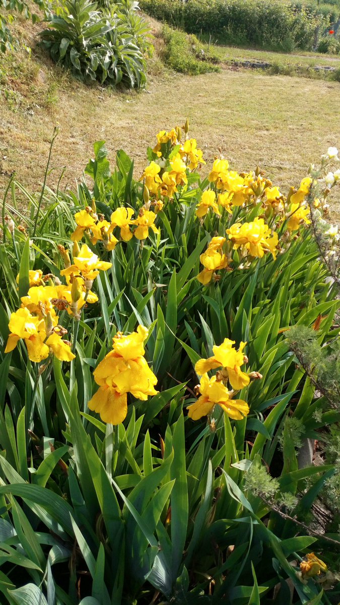 Hope you have a wonderful day. #SundayYellow #Iris #Garten #Garden